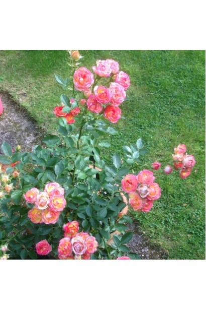 Цветущий куст розы Литтл Сансет на клумбе